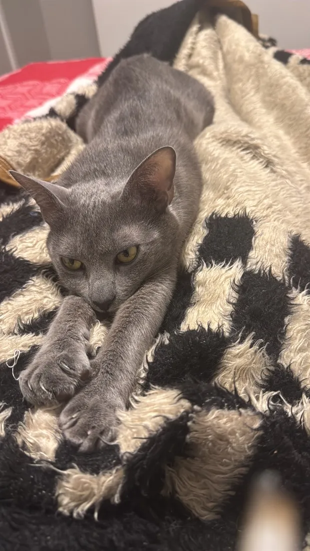 Gato raça SRD-ViraLata idade 1 ano nome Wolf