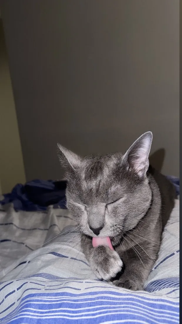 Gato raça SRD-ViraLata idade 1 ano nome Wolf