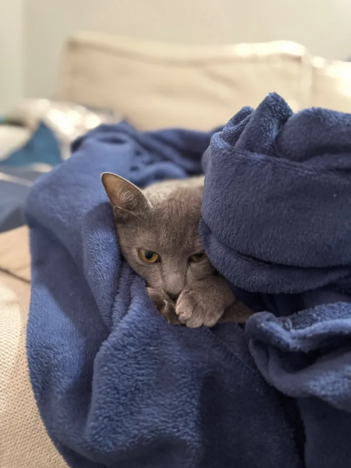 Gato raça SRD-ViraLata idade 1 ano nome Wolf