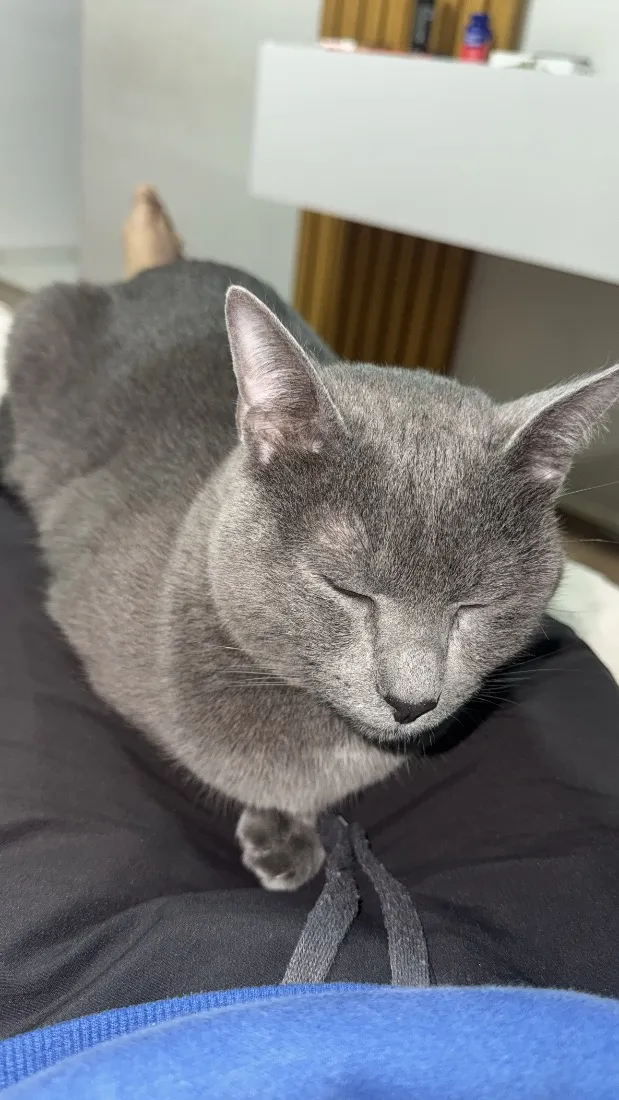 Gato raça SRD-ViraLata idade 1 ano nome Wolf