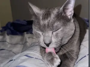 Gato raça SRD-ViraLata idade 1 ano nome Wolf