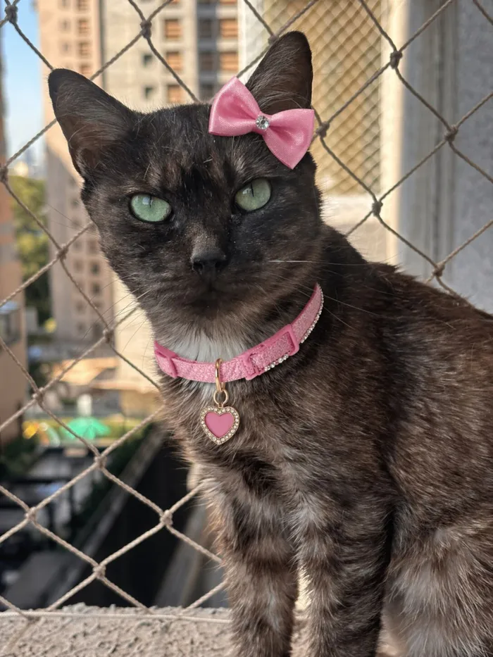Gato raça SRD-ViraLata idade 7 a 11 meses nome Esmeralda 