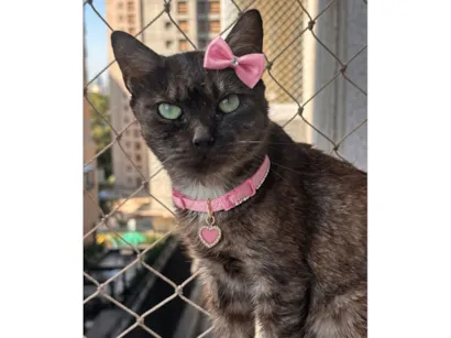 Gato raça SRD-ViraLata idade 7 a 11 meses nome Esmeralda 