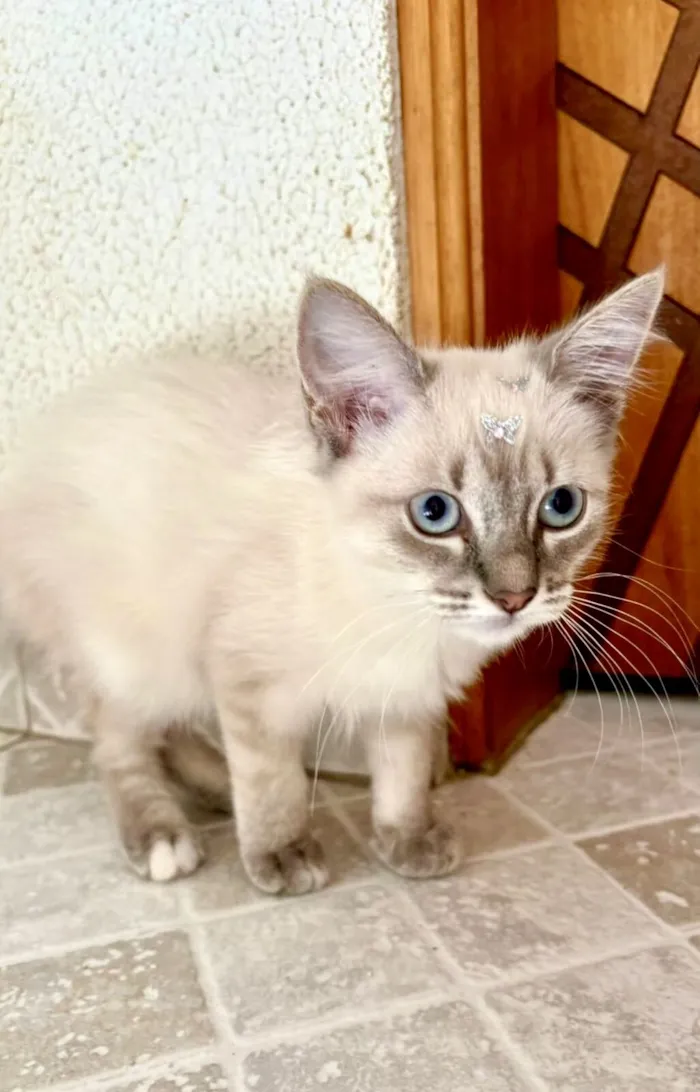 Gato raça Siamês idade 2 a 6 meses nome Chantiobb2meses