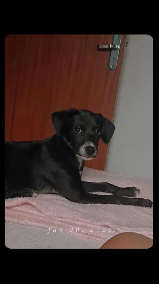 Cachorro raça SRD-ViraLata idade 2 a 6 meses nome Maze