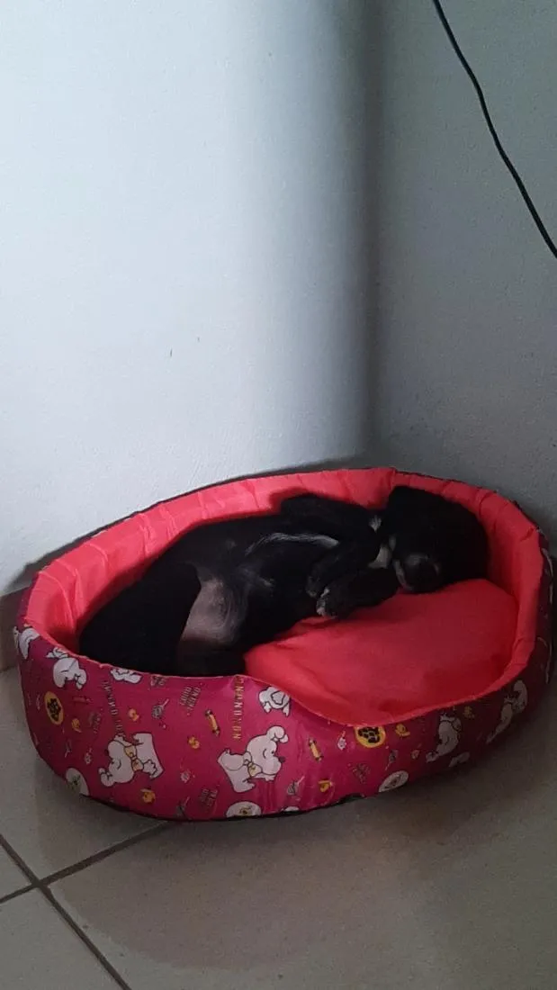 Cachorro raça SRD-ViraLata idade 2 a 6 meses nome Maze