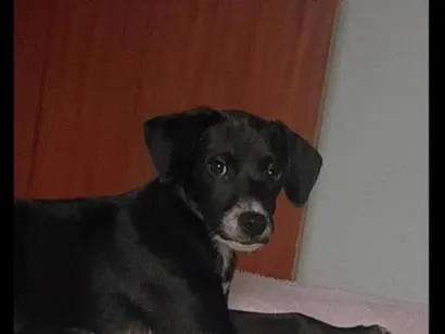 Cachorro raça SRD-ViraLata idade 2 a 6 meses nome Maze