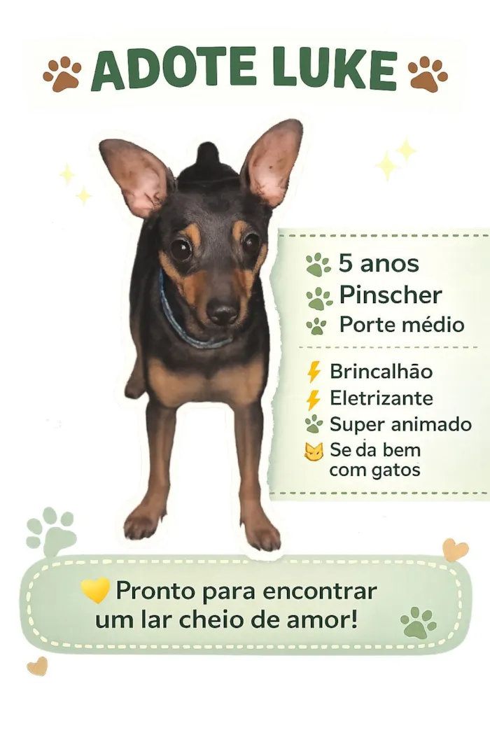 Cachorro raça Pinscher idade 5 anos nome Luke