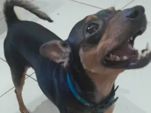 Cachorro raça Pinscher idade 5 anos nome Luke