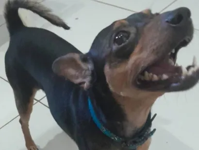 Cachorro raça Pinscher idade 5 anos nome Luke