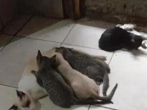 Gato raça SRD-ViraLata idade 2 a 6 meses nome gatos