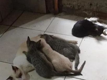 Gato raça SRD-ViraLata idade 2 a 6 meses nome gatos