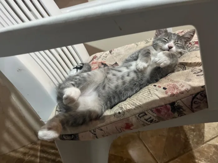 Gato raça SRD-ViraLata idade 2 a 6 meses nome Bela