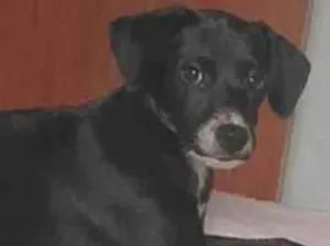 Cachorro raça SRD-ViraLata idade 2 a 6 meses nome Maze