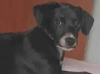 Cachorro raça SRD-ViraLata idade 2 a 6 meses nome Maze