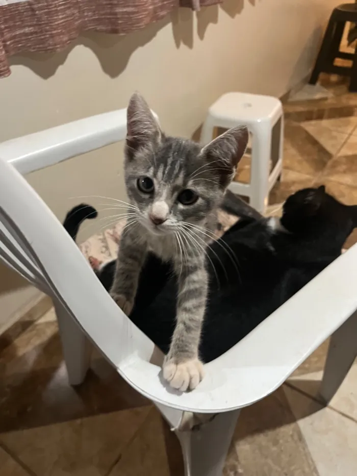 Gato raça SRD-ViraLata idade 2 a 6 meses nome Bela