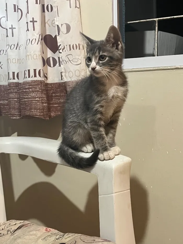 Gato raça SRD-ViraLata idade 2 a 6 meses nome Bela