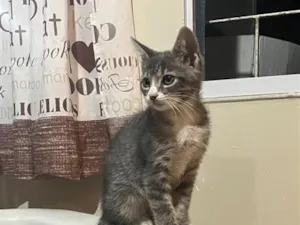 Gato raça SRD-ViraLata idade 2 a 6 meses nome Bela