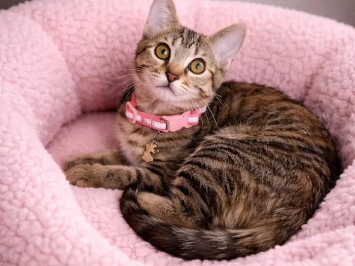 Gato raça SRD-ViraLata idade 2 a 6 meses nome Mavie