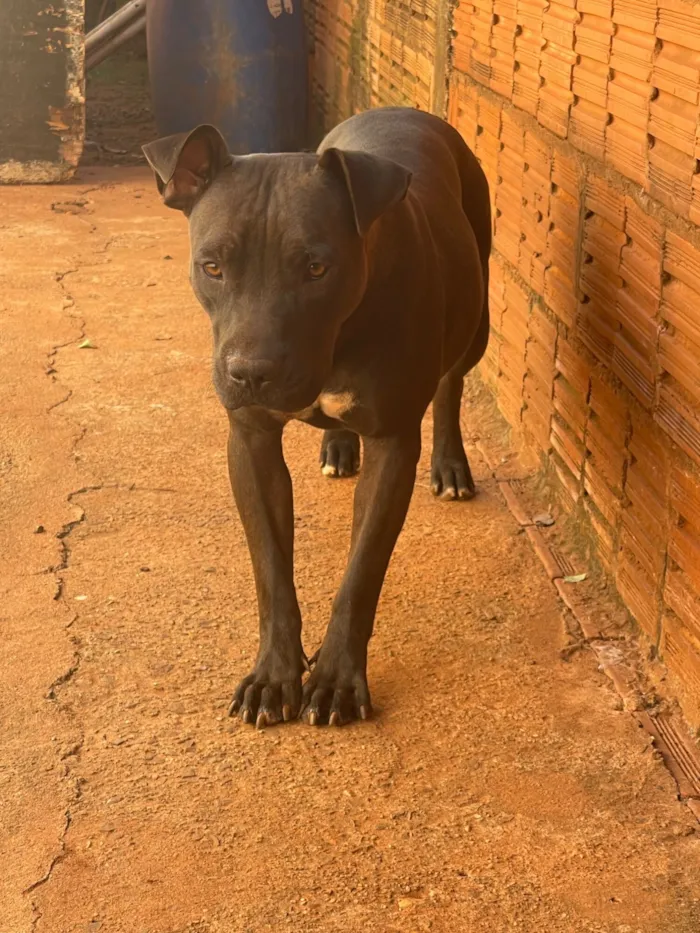 Cachorro raça Pit-Bull idade 1 ano nome Bella 