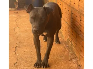 Cachorro raça Pit-Bull idade 1 ano nome Bella 