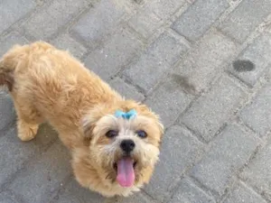 Cachorro raça Shitzu idade 2 a 6 meses nome Pandora 