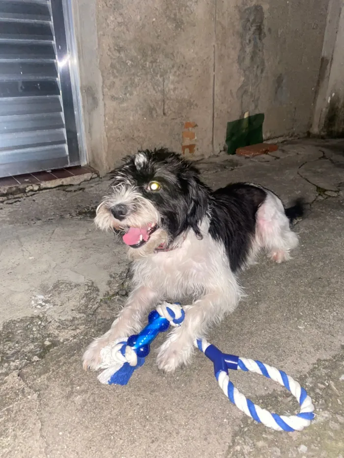 Cachorro raça SRD-ViraLata idade 4 anos nome Eivi
