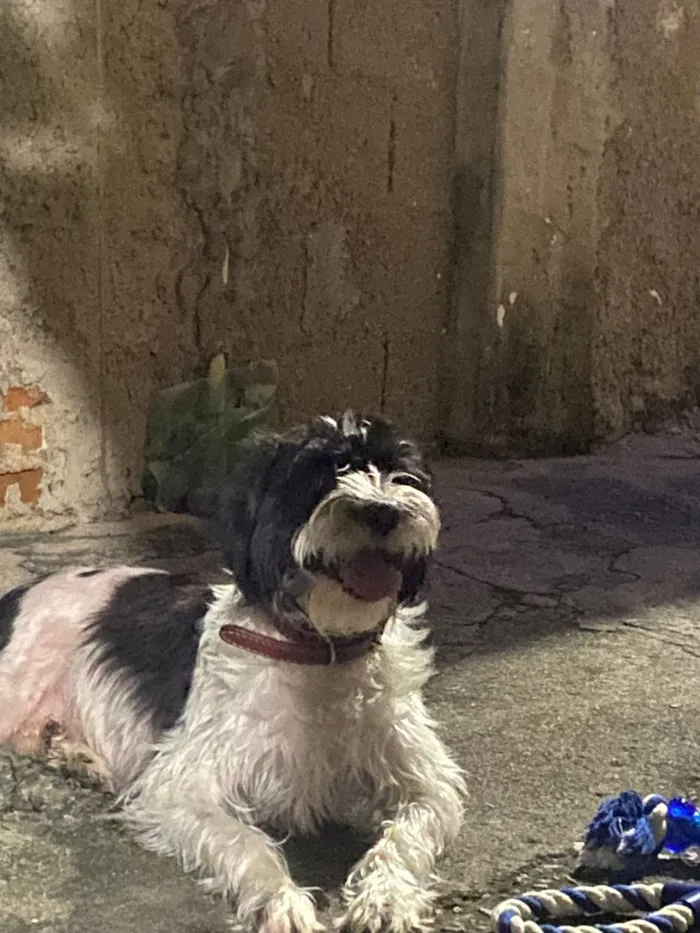 Cachorro raça SRD-ViraLata idade 4 anos nome Eivi