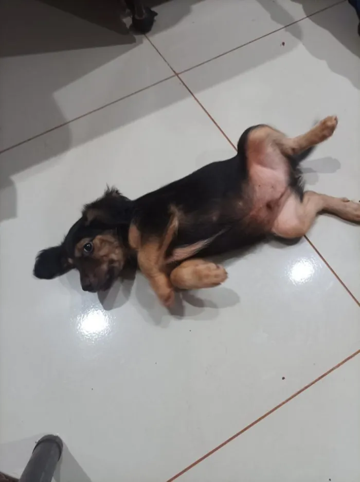 Cachorro raça SRD-ViraLata idade Abaixo de 2 meses nome dog doação 