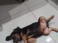 dog doação