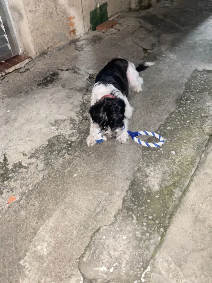 Cachorro raça SRD-ViraLata idade 4 anos nome Eivi