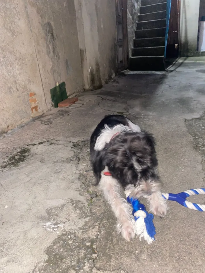 Cachorro raça SRD-ViraLata idade 4 anos nome Eivi