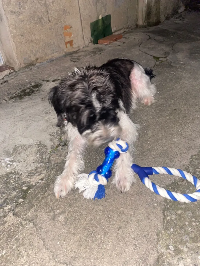 Cachorro raça SRD-ViraLata idade 4 anos nome Eivi