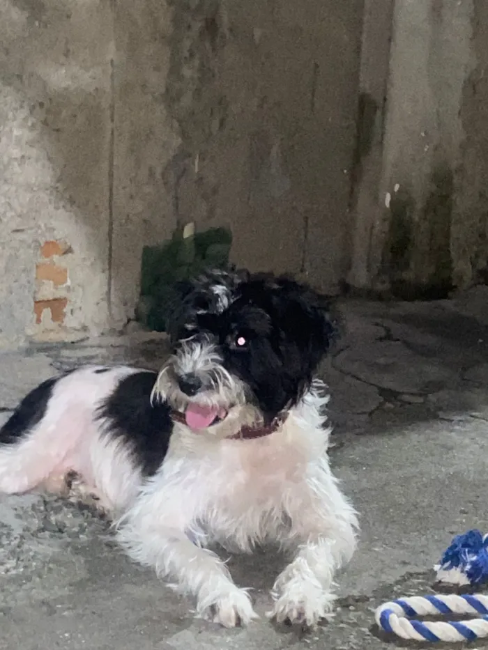 Cachorro raça SRD-ViraLata idade 4 anos nome Eivi