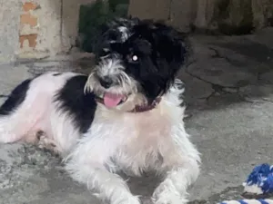 Cachorro raça SRD-ViraLata idade 4 anos nome Eivi