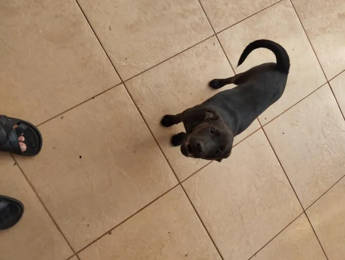 Cachorro raça SRD-ViraLata idade 2 a 6 meses nome Spike