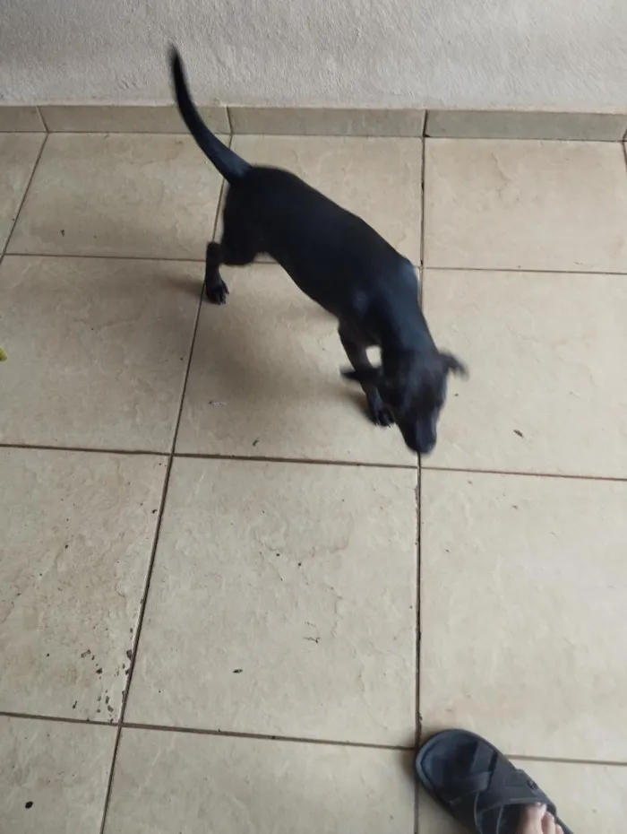 Cachorro raça SRD-ViraLata idade 2 a 6 meses nome Spike