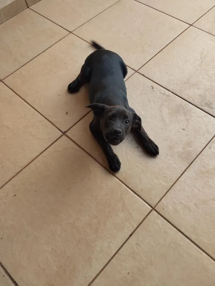 Cachorro raça SRD-ViraLata idade 2 a 6 meses nome Spike