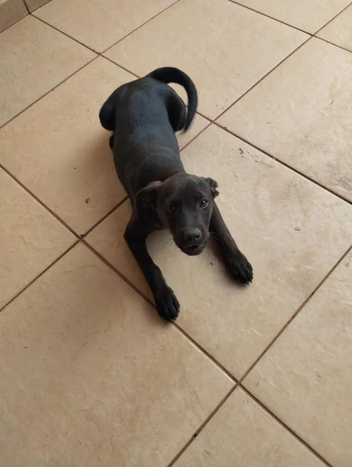 Cachorro raça SRD-ViraLata idade 2 a 6 meses nome Spike