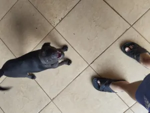 Cachorro raça SRD-ViraLata idade 2 a 6 meses nome Spike