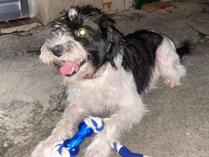 Cachorro raça SRD-ViraLata idade 4 anos nome Eivi