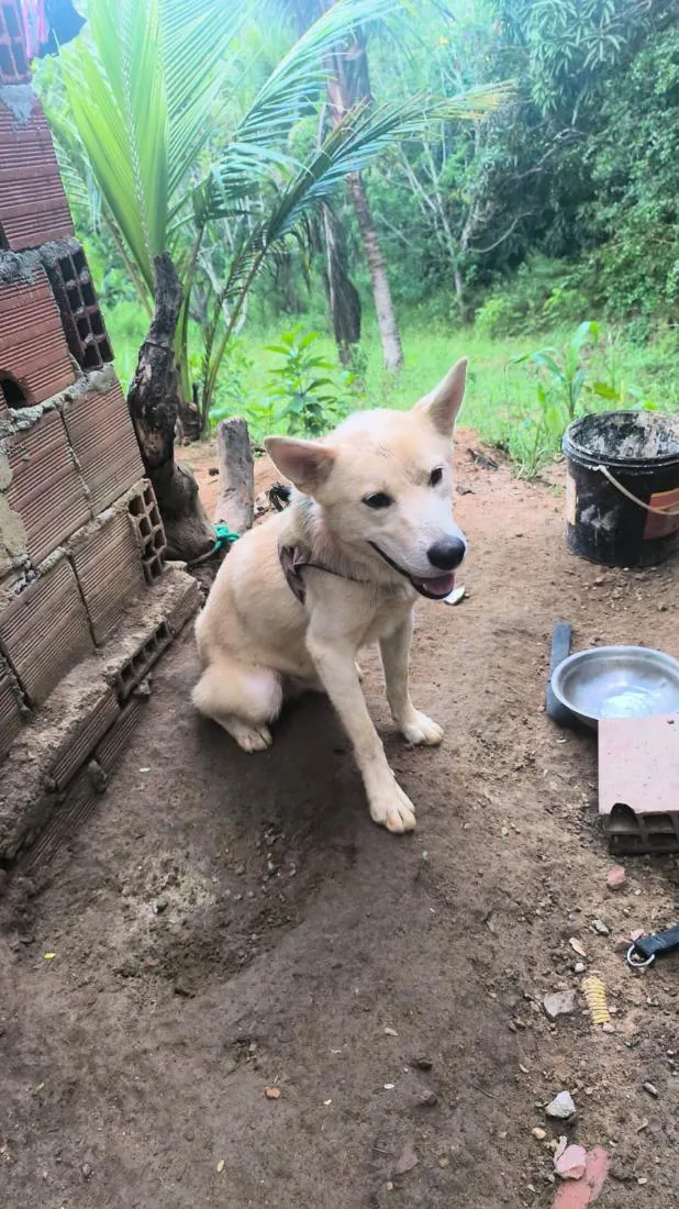 Cachorro raça SRD-ViraLata idade 7 a 11 meses nome sem nome