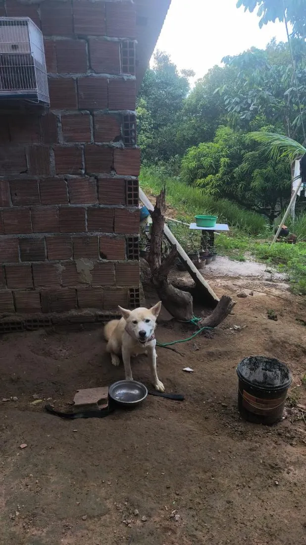 Cachorro raça SRD-ViraLata idade 7 a 11 meses nome sem nome