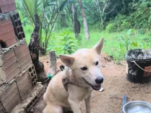 Cachorro raça SRD-ViraLata idade 7 a 11 meses nome sem nome