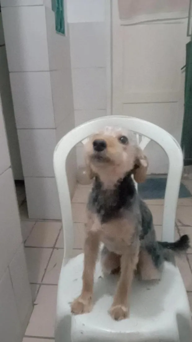 Cachorro raça SRD-ViraLata idade 1 ano nome zoito