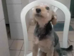 Cachorro raça SRD-ViraLata idade 1 ano nome zoito