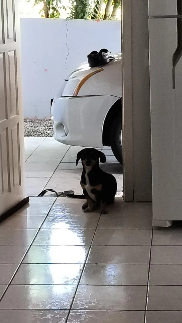 Cachorro raça Basset-Cofap idade 4 anos nome Cofape