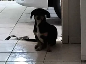 Cachorro raça Basset-Cofap idade 4 anos nome Cofape