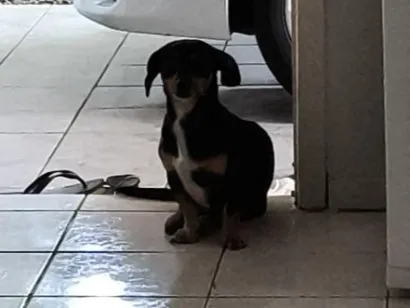 Cachorro raça Basset-Cofap idade 4 anos nome Cofape