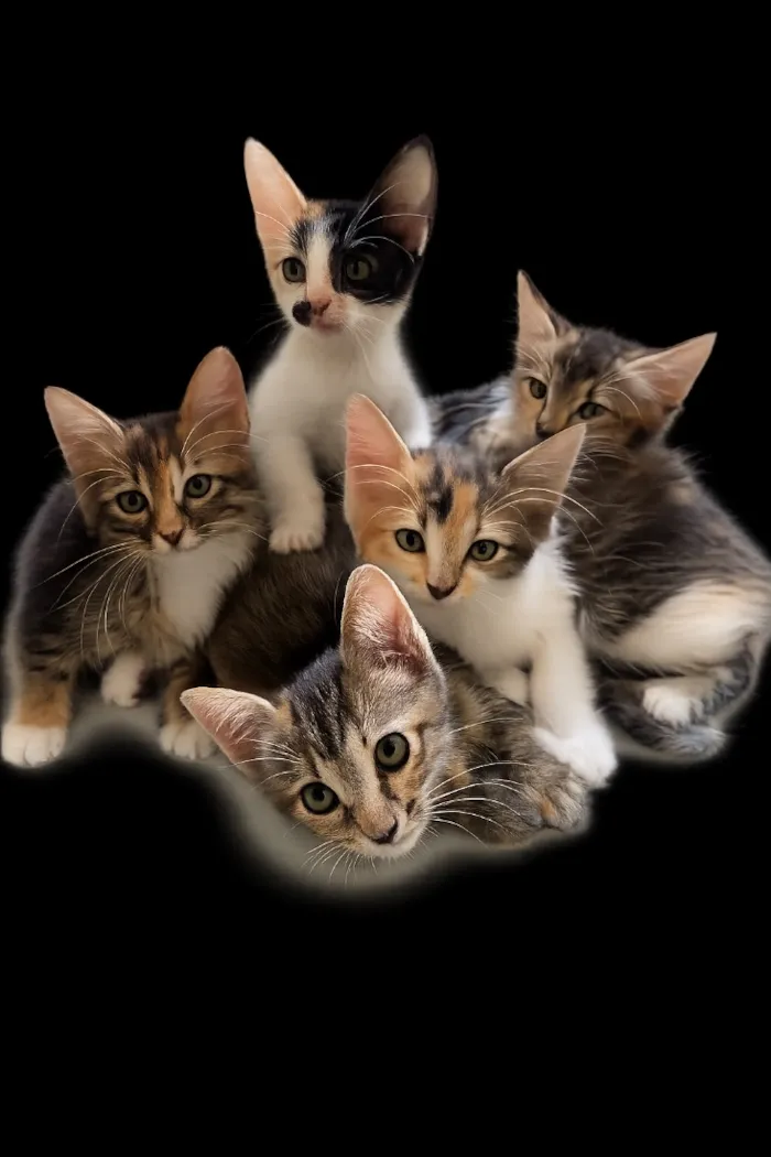 Gato raça SRD-ViraLata idade 2 a 6 meses nome Não tem